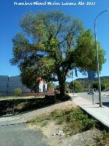 Olmo - Ulmus minor. Navas de San Juan