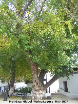 Olmo - Ulmus minor. Olmo de Zagrilla Alta