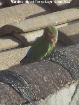 Pjaro Agapornis de Namibia - Agapornis roseicollis. Los Villares