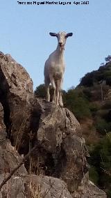 Cabra domstica - Capra aegagrus hircus. Isla del Quiebrajano - Valdepeas de Jan