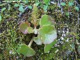 Sombrerillos - Umbilicus horizontalis. La Lancha (Andjar)