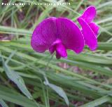 Albejana basta - Lathyrus latifolius. Segura