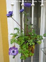 Anmona - Anemone coronaria. 