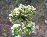 Organo - Origanum vulgare. Segura