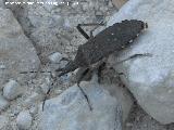 Chinche Ceraleptus - Ceraleptus gracilicornis. Cerro Cerrajn - Los Villares