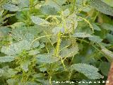 Ortiga mayor - Urtica dioica. Navas de San Juan