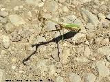 Mantis palo - Empusa pennata. Barranco de la Manailla - Jan