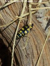 Escarabajo buprstido abeja - Buprestis octoguttata. El Chorro - Quesada