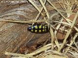 Escarabajo buprstido abeja - Buprestis octoguttata. El Chorro - Quesada