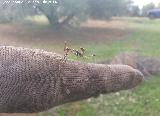 Mantis enana europea - Ameles spallanziana. Navas de San Juan