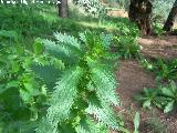 Ortiga menor - Urtica Urens. Navas de San Juan