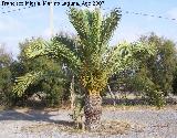 Palmera datilera - Phoenix dactylifera. Santa Pola