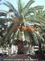 Palmera datilera - Phoenix dactylifera. Plaza de los Jardinillos - Jan