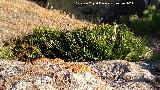 Palmito - Chamaerops humilis. Mesas de Villaverde - Ardales