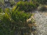 Palmito - Chamaerops humilis. Las Pedreras - lora