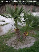 Palmito - Chamaerops humilis. Jan