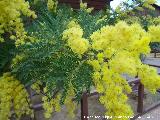 Mimosa - Acacia dealbata. Tabernas