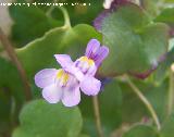 Palomilla de muro - Cymbalaria muralis. Navas de San Juan