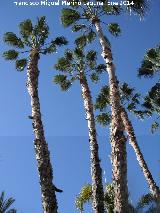 Palmera de California - Washingtonia filifera. Almucar