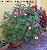 Pendientes de la reina - Fuchsia hybrida. Los Villares