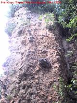 Muralla de Jan. Lienzo desde el Torren desmochado al Torren oculto. Grosor del lienzo