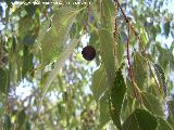 Almez - Celtis australis. Fuente de la Pea - Jan