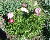 Peona - Paeonia officinalis. Jan