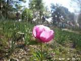 Peona - Paeonia officinalis. Cerro Montaes - Jan