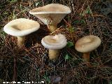 Platera - Clitocybe geotropa. 