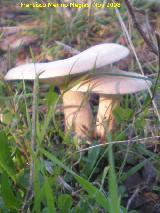 Platera - Clitocybe geotropa. 