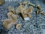 Platera - Clitocybe geotropa. 