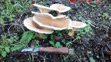 Platera - Clitocybe geotropa. 