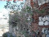 Castillo de Salobrea. Alcazaba. Murallas exteriores