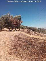 Oppidum del Cerro de Santa Catalina. Lnea de muralla