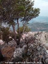 Cerro de Santa Catalina. 