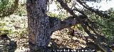 Pinar del Caba�as. Pino de la Rama