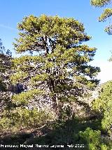 Pinar del Caba�as. Loma de Cagasebo - Quesada