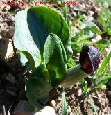 Candilillos - Arisarum vulgare. Navas de San Juan