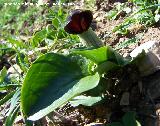 Candilillos - Arisarum vulgare. Navas de San Juan