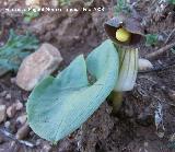 Candilillos - Arisarum vulgare. Navas de San Juan