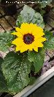 Girasol enano