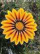 Gazania