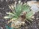 Cactus Agave attenuata