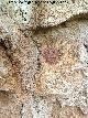 Pinturas rupestres de la Pe�a del Gorri�n I